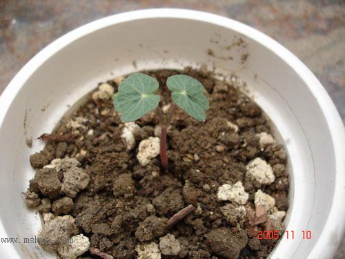 �ո�����żҲ��������