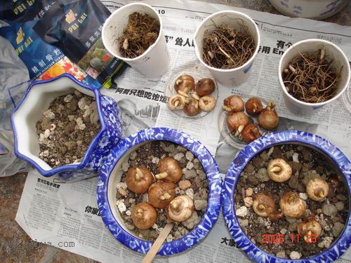 ������С����