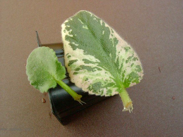 ѩ��Ĵ����!(P2:������!)