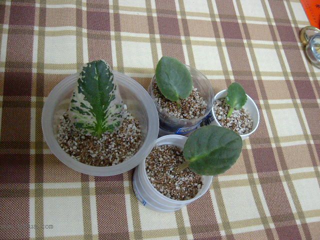 ѩ��Ĵ����!(P2:������!)