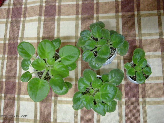 ѩ��Ĵ����!(P2:������!)