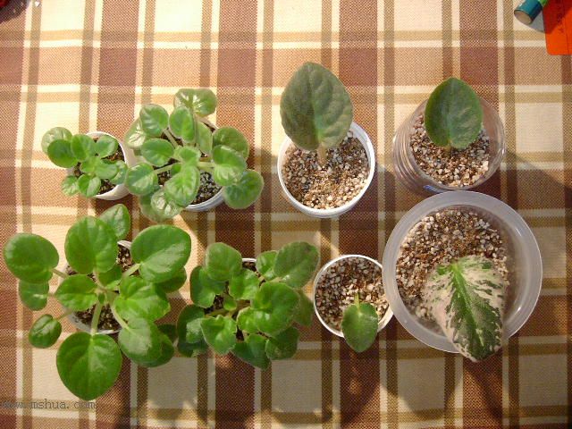 ѩ��Ĵ����!(P2:������!)