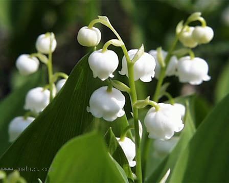 ������С����