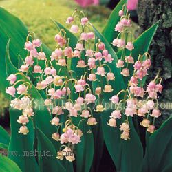 ������С����