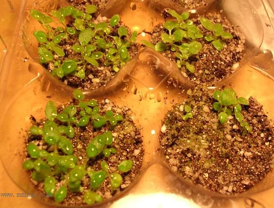 [����]����̦��������