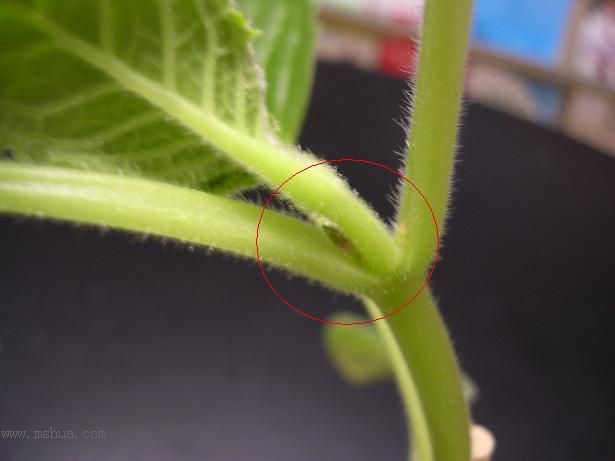 [����]����̦��������