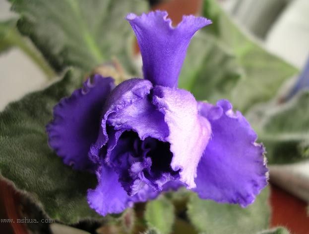 [��ˮ]��������ˮ��