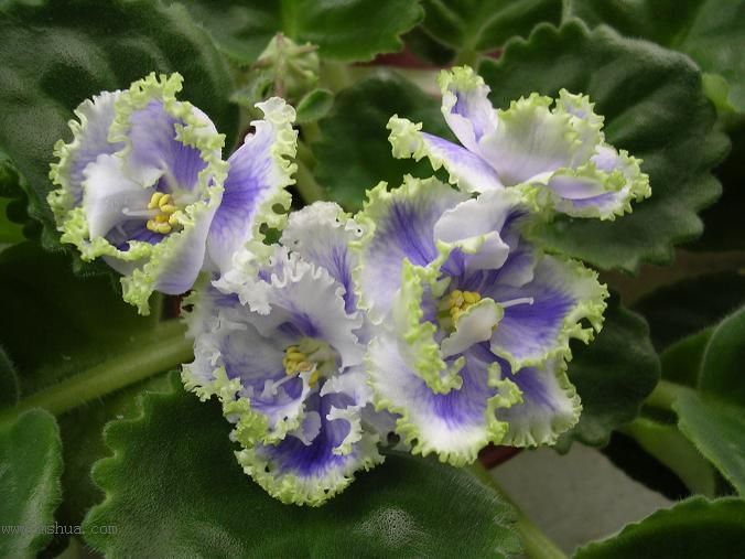 [��ˮ]��������ˮ��