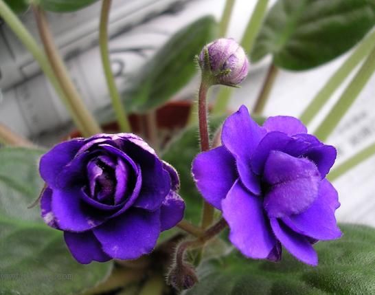 [��ˮ]��������ˮ��