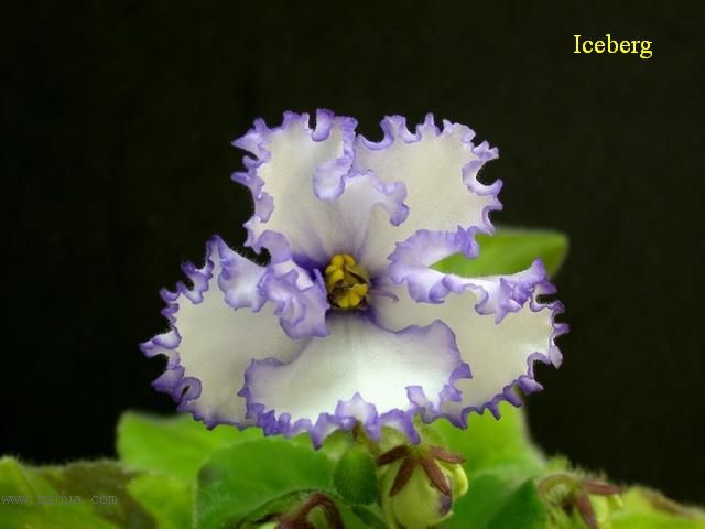 [��ˮ]��������ˮ��