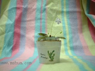 [����]����̦��������