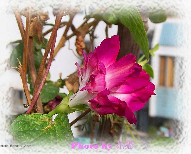 ��˵�е���ţ�����ˡ�