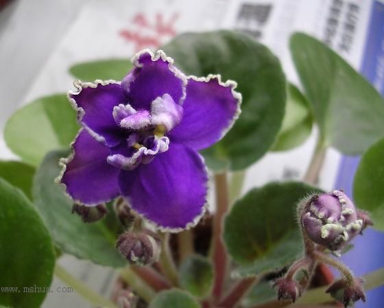 [��ˮ]��������ˮ��