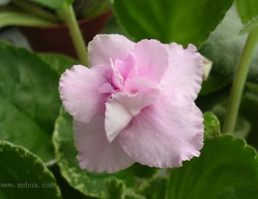 [��ˮ]��������ˮ��