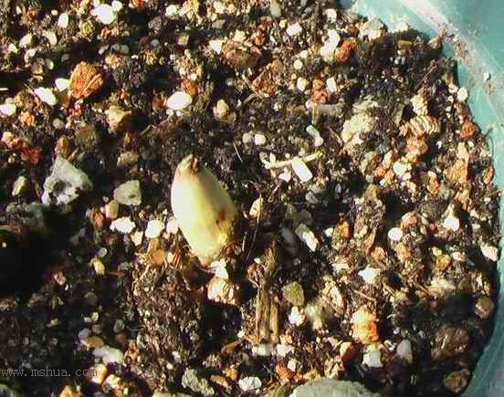 �Ź�������ȫ������