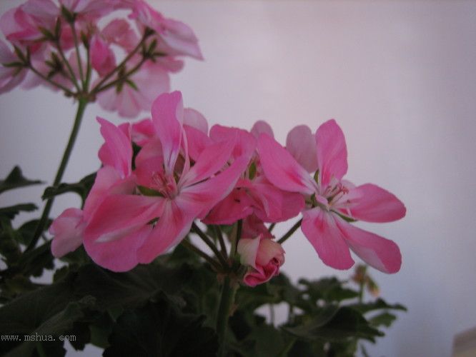 �����һЩֲ��