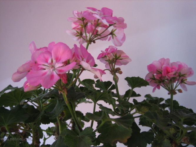 �����һЩֲ��