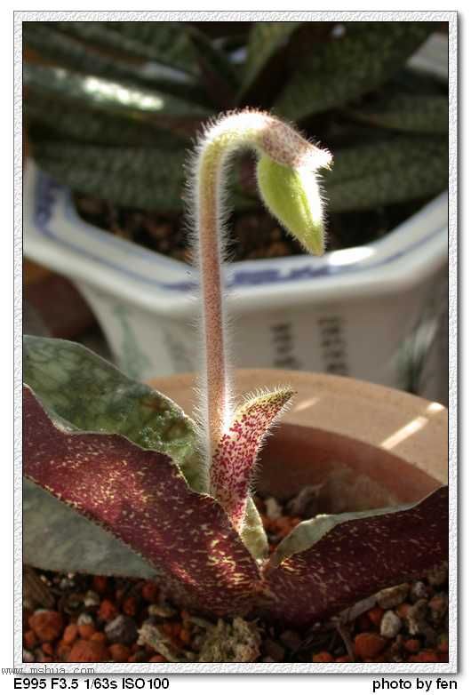 ����Ķ���