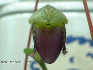 ����Ķ���