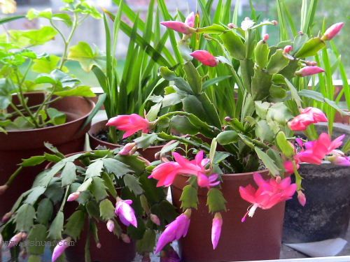 һЩ����P4���ĵ�