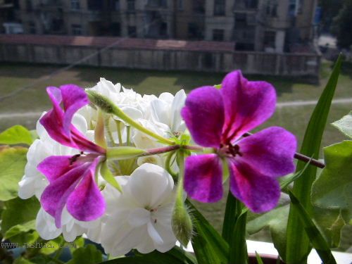 һЩ����P4���ĵ�