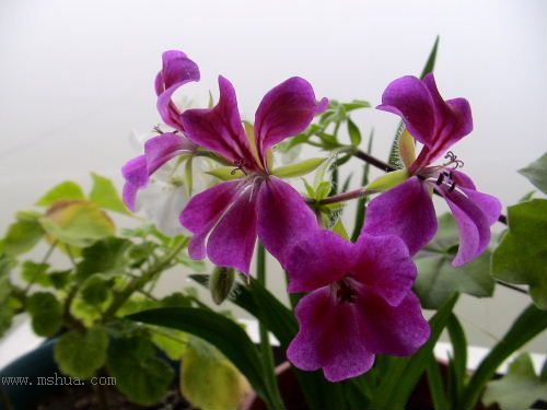 һЩ����P4���ĵ�