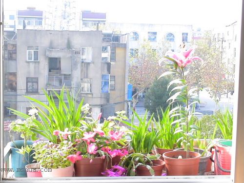 һЩ����P4���ĵ�