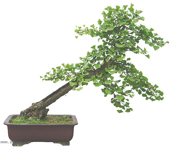 �����Ĺ���--����