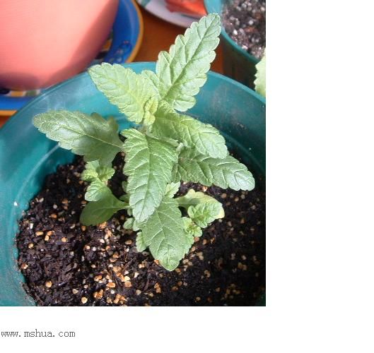 �ҵ��ﲥ�ɹ�����Щ�����Ҹ������֣�лл��