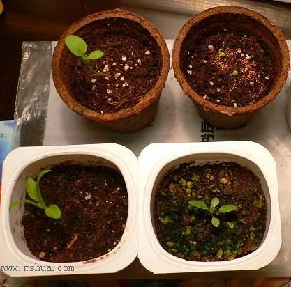 ���ᵹ�������ʯ�񿪻���--�ֿ���һ��