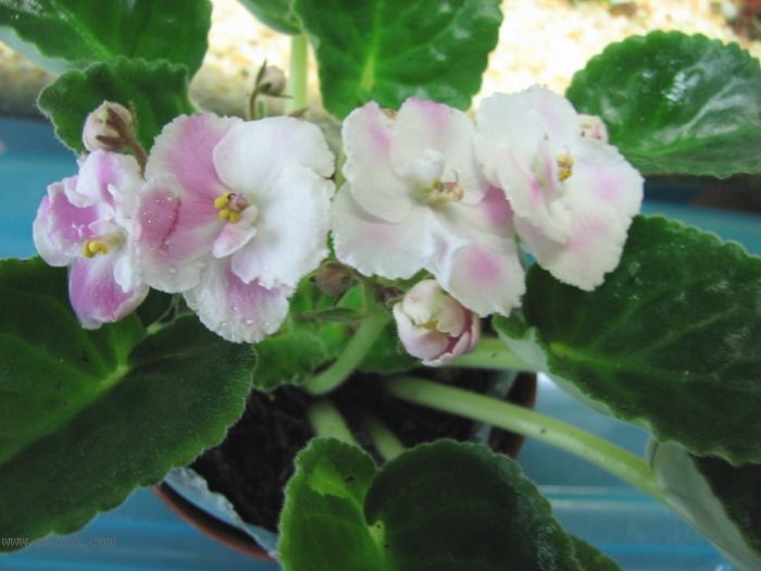 ���¼ҵ�������