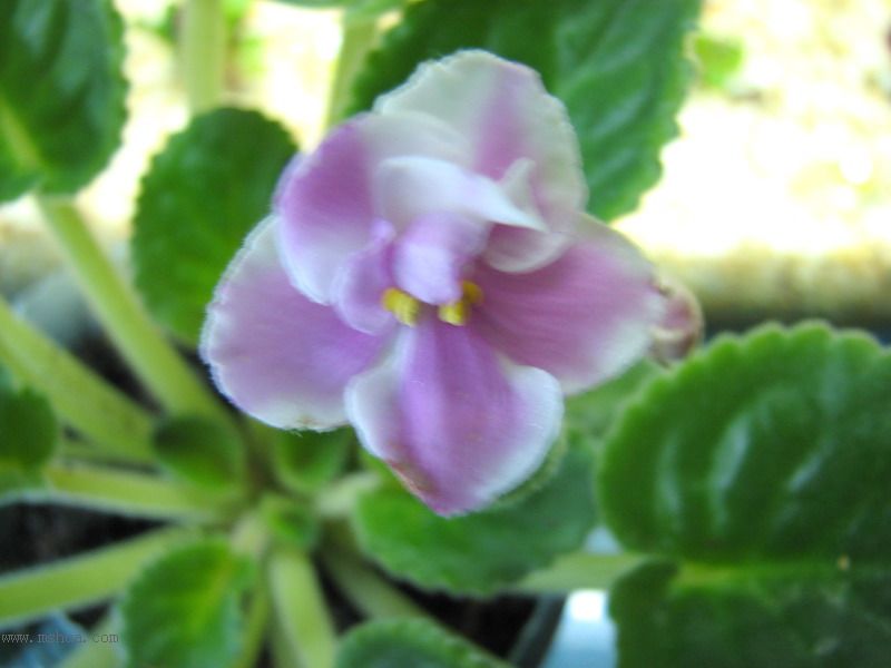 ���¼ҵ�������