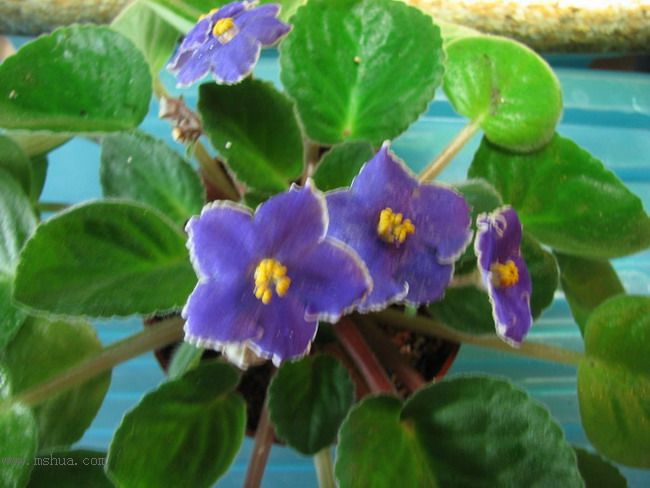 ���¼ҵ�������