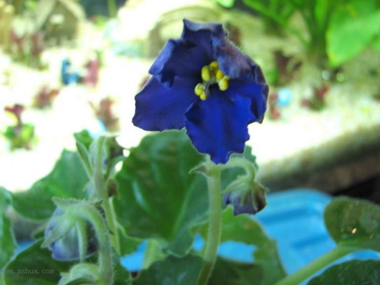 ���¼ҵ�������