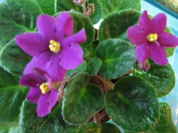 ���¼ҵ�������