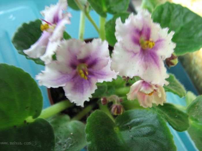 ���¼ҵ�������