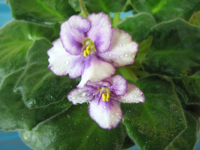 ���¼ҵ�������