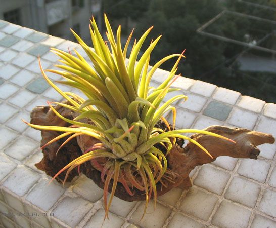 ż���³衪����Ҷ����