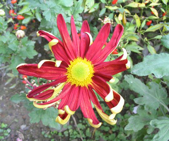 ����һ��ջ��ͷף�pp��P2��