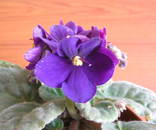 [�칫������ϵ��]����ķ�����