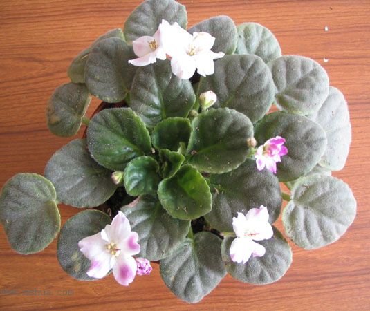 [�칫������ϵ��]����ķ�����