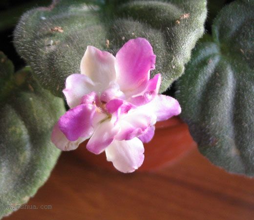 [�칫������ϵ��]����ķ�����