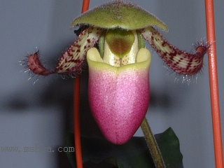 ����Ķ���