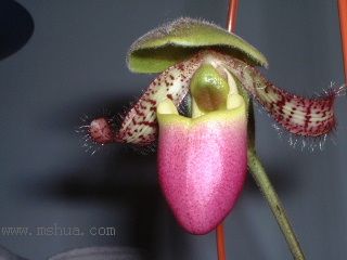 ����Ķ���