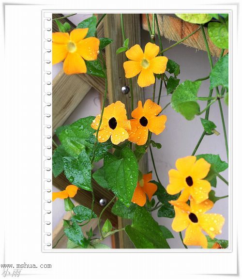 ���¼���,�����Ŷ