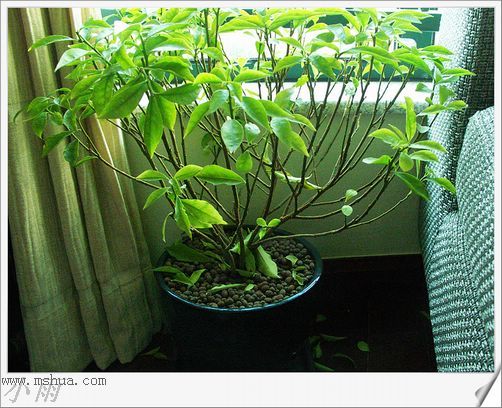 ˫ɫ����Ҫ�����޼���?