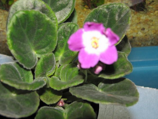 ���¼ҵ�������