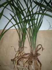 ��һ���ջ�