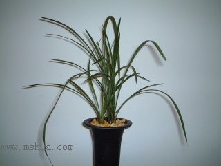 ��һ���ջ�