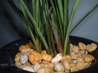 ��һ���ջ�